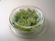 Photo of cooked Romaine lettuce.